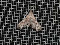 Faint-Spotted Palthis Moth